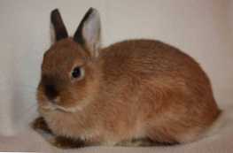 Apa perbedaan antara kelinci hias dan kelinci biasa