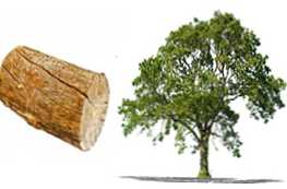 Koja je razlika između stabla i trupca - glavne su razlike