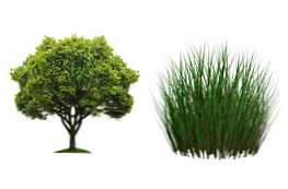 Koja je razlika između stabla i trave? Opis i razlike