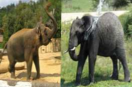 Jaka jest różnica między słoniem indyjskim (azjatyckim) a afrykańskim