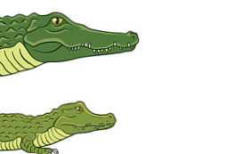 Kakšna je razlika med značilnostmi in razlikami krokodila