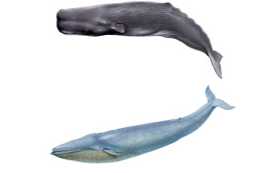 Ako sa veľryba spermie líši od porovnania veľrýb a rozdielov
