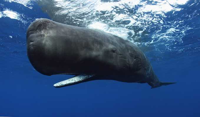 csíkos bálnák látásra