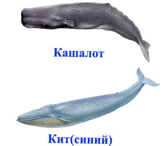 csíkos bálnák látásra)
