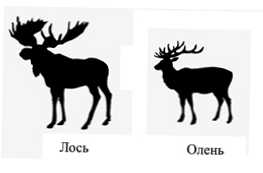 Kakšna je razlika med lokom in jelenom? Značilnosti in razlike