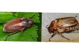 Каква е разликата между майския бръмбар и юни?