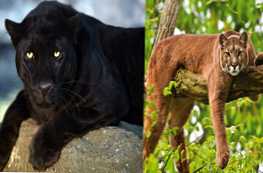 Која је разлика између описа пума и пантера и разлика