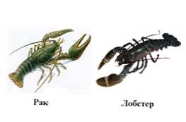 Apa perbedaan antara deskripsi dan perbedaan kanker dan lobster