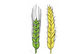 Чим відрізняється жито від ячменю особливості та відмінності