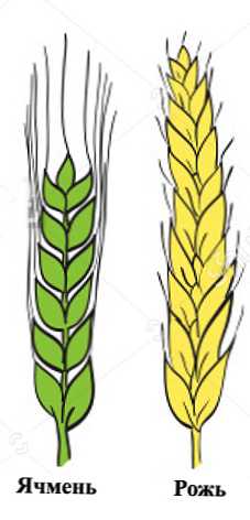Використання пшениці