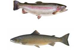 Aký je rozdiel medzi vlastnosťami a rozdielmi z lososa a pstruha?