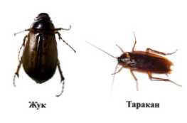 Чим відрізняється тарган від жука?