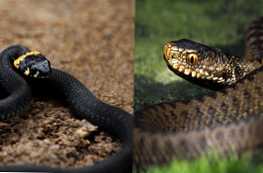 Aký je rozdiel od zmije - hlavné rozdiely