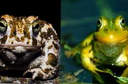 Чим відрізняється жаба від жаби - основні відмінності