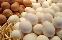 Apa perbedaan antara telur putih dan coklat