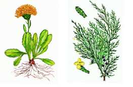 Каква е разликата между gymnosperms и покритосеменни растения?