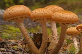 Apa perbedaan antara jamur palsu dan yang bisa dimakan