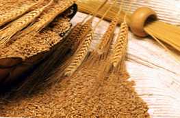 Чим відрізняються м'які і тверді сорти пшениці?