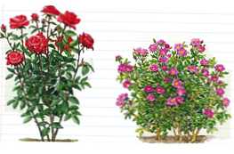 Apa perbedaan antara mawar taman dan hibrida teh?