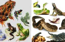 Apa perbedaan antara amfibi dan reptil?