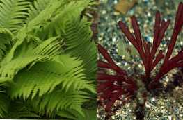 Po čemu se paprati razlikuju od algi