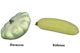Bagaimana squash berbeda dari zucchini?