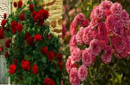 V čem se plezalna vrtnica razlikuje od kodraste vrtnice?