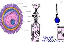 Чим статеві клітини відрізняються від соматичних