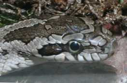 Hogyan különbözik a kígyó a vipera leírásától és a különbségektől?