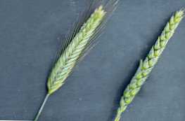 По какво ръжът се различава от пшеницата - основните разлики