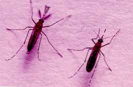 Po čemu se ženski komarac razlikuje od muškog