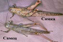 V čem se samice kobilic razlikujejo od samcev