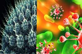 Czym różni się wirus od infekcji?
