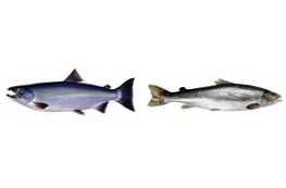 Apa yang lebih baik coho salmon atau salmon?