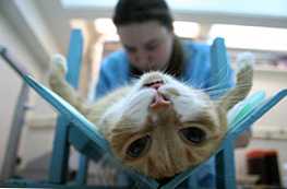 Mi jobb választani a macska kasztrálását vagy sterilizálását
