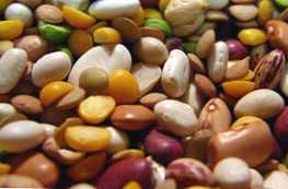 Fazole a fazole - jak se tyto rostliny liší?