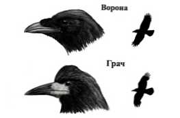 Грач і ворона схожість і чим вони відрізняються?