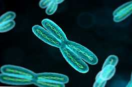 Хромозома и хроматин какво е това и как се различават?