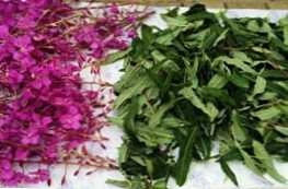 Fireweed és Ivan tea - hogyan különböznek egymástól