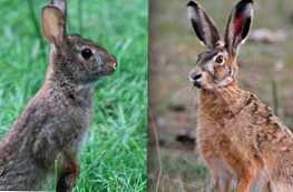 Зайците и зайците са често срещани и как се различават