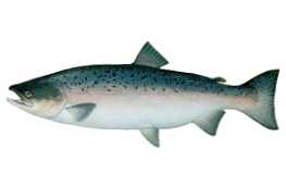 Salmon dan salmon - apa perbedaan ikan ini?
