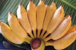 Výhody a rozdiely pre malé a veľké banány
