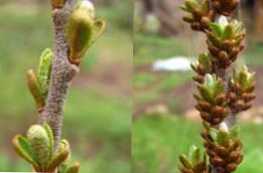 Razlike u muškim i ženskim vrstama oraha i karakteristike sadnje