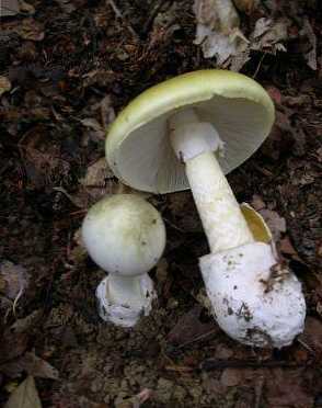 Perbedaan antara jamur payung pucat dan champignon