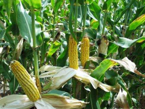 Разликата между фуражна царевица и храна