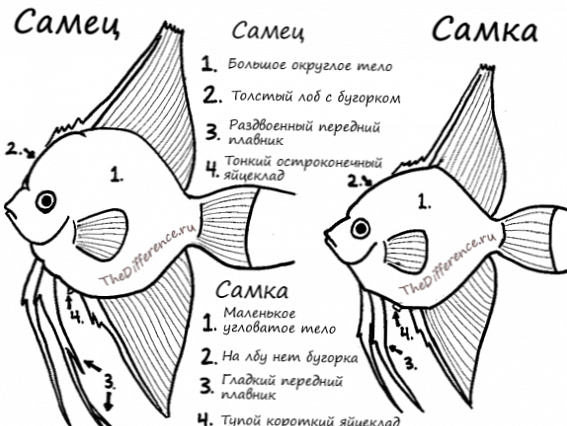 Разликата между мъжки скалар и женска