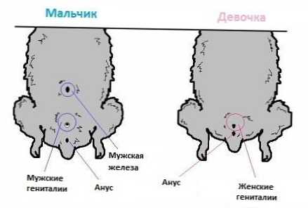 Разликата между женски хамстер и мъжки