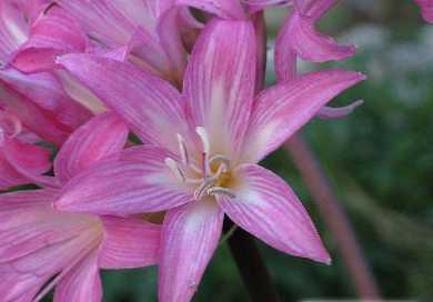 Az amaryllis és a hippeastrum közötti különbség