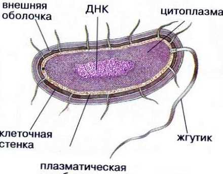 A különbség a baktériumok és a protozoák között