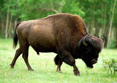 Perbedaan antara bison dan bison